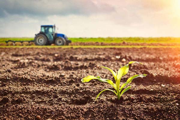 Latin America Fruits And Vegetable Seeds Market