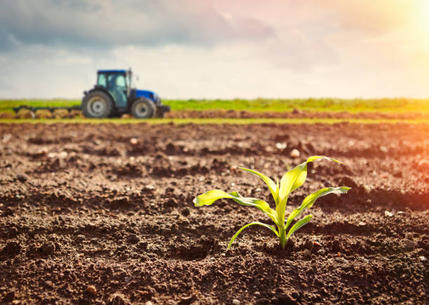 Mea Feed Antioxidants Market