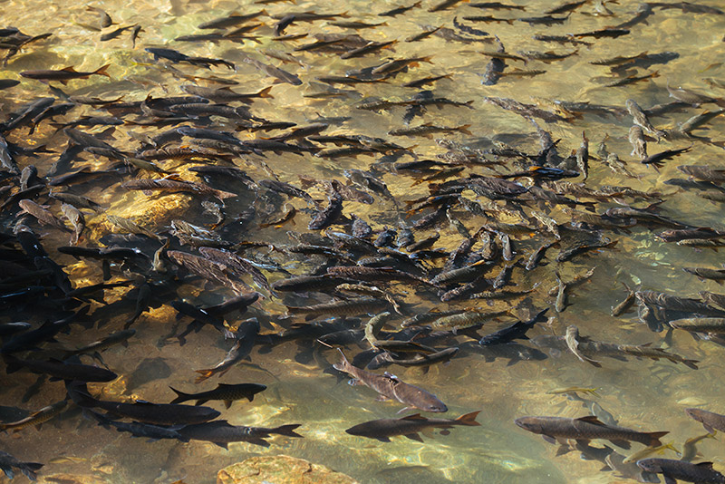 Global Mediterranean Aquaculture Market