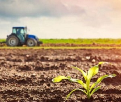 Quinoa Seeds Market