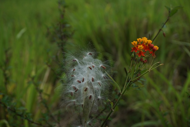 Seed Cotton Market 