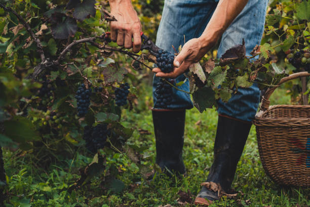 Viticulture Market